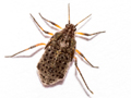 Tuberolachnus salignus